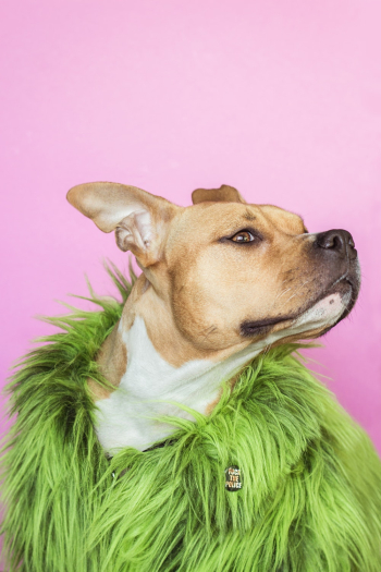 Dog Wearing Green Fur Coat Dog Wearing Green Fur Coat