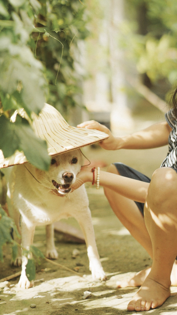 Dog Wearing Sun Hat Dog Wearing Sun Hat