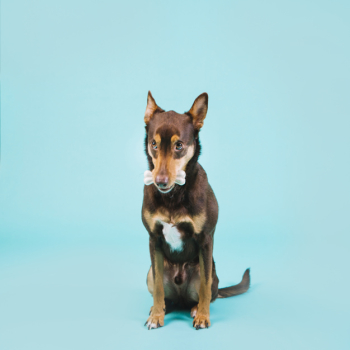 Dog with bone