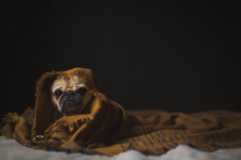 Dog Wrapped In Blanket Dog Wrapped In Blanket