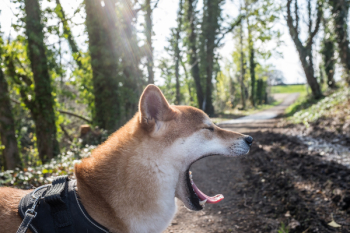 Dog Yawning Free Photo Dog Yawning Free Photo