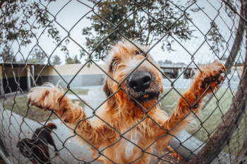 Dogs Behind Fence Dogs Behind Fence