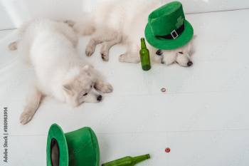 dogs with green hats and beer bottles dogs with green hats and beer bottles