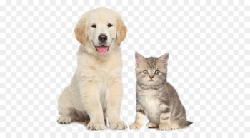 Dogu2013cat relationship Dogu2013cat relationship Pet sitting - Cute cats and dogs 