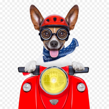 Dogu2013cat relationship Dogu2013cat relationship Pet Transportation of animals - Cycling dog 