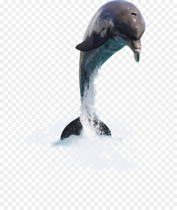 Dolphin Clip art - dolphin Dolphin Clip art - dolphin
