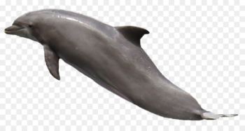 Dolphin Clip art - Dolphin Dolphin Clip art - Dolphin