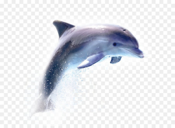 Dolphin - dolphin Dolphin - dolphin