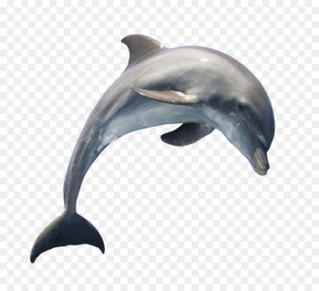 Dolphin Download - Dolphin Dolphin Download - Dolphin