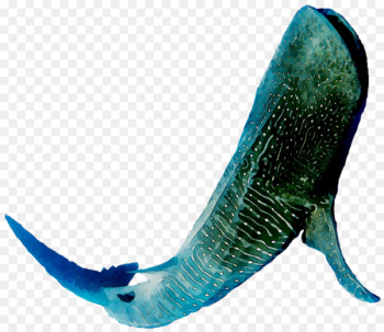 Dolphin Marine biology Fish -  