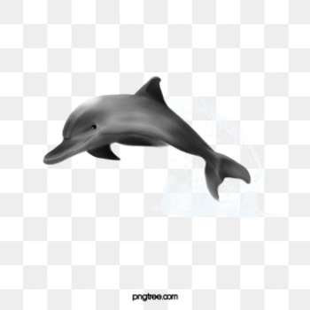 Dolphin PNG Images | Vectors and PSD Files | Free Download on Pngtree