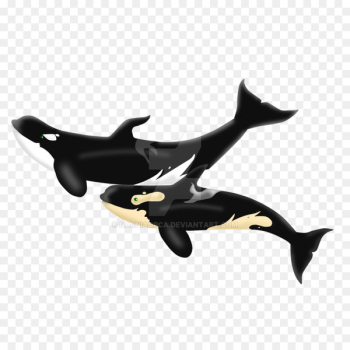 Dolphin Product design - dolphin Dolphin Product design - dolphin