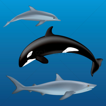 Dolphin, sharks and a killer whale