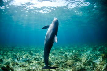 Dolphin swimming Dolphin swimming