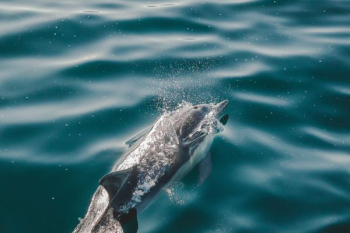 dolphin swimming on sea dolphin swimming on sea