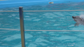 Dolphins Emerge From The Pool Stock Video Footage - Storyblocks Video