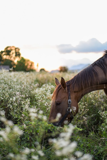 Domestic animal eating plant in grassland