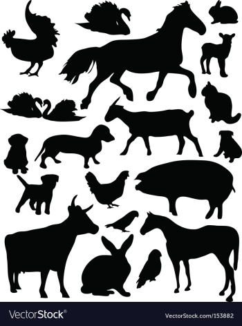 domestic animals