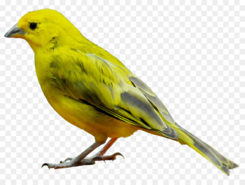 Domestic canary Bird Illustration American Sparrows - Domestic canary Bird Illustration American Sparrows -