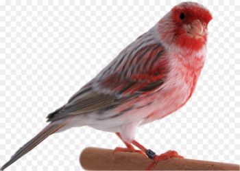 Domestic canary Canary Islands Bird Finch - Colorful canary Domestic canary Canary Islands Bird Finch - Colorful canary