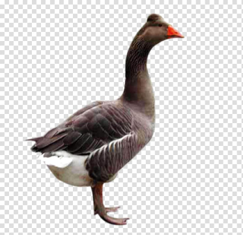 Domestic goose Duck Bird, Black goose transparent background PNG clipart Domestic goose Duck Bird, Black goose transparent background PNG clipart