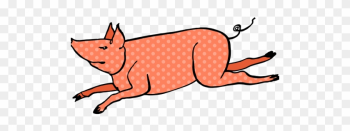 Domestic Pig