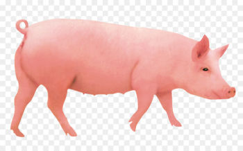 Domestic pig Pigs ear Hogs and pigs Computer file - boar Domestic pig Pigs ear Hogs and pigs Computer file - boar