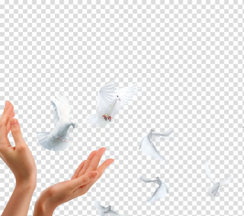 Domestic pigeon , White simple flying plaid decorative pattern transparent background PNG clipart