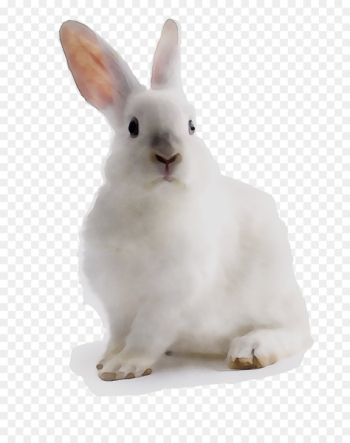 Domestic rabbit Hare Whiskers -  
