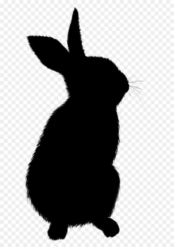 Domestic rabbit Whiskers Hare Cat Paw - Domestic rabbit Whiskers Hare Cat Paw -