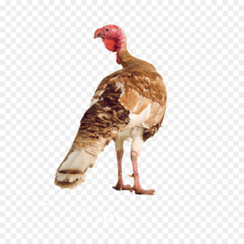 Domestic turkey Chicken Turkey meat Stock photography - chicken 