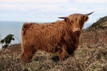 domestic yak