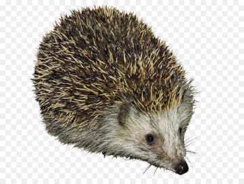 Domesticated Hedgehog, Hedgehog, Porcupine, Erinaceidae PNG Domesticated Hedgehog, Hedgehog, Porcupine, Erinaceidae PNG