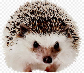 Domesticated hedgehog Hedgehogs As Pets European hedgehog Mammal -  