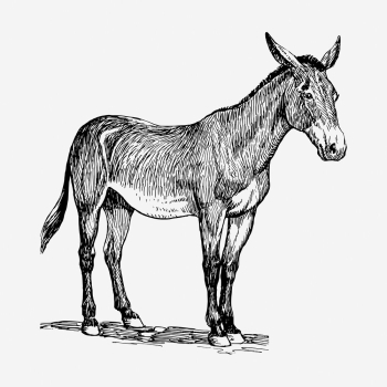 Donkey, farm animal hand drawn | Free Photo - rawpixel Donkey, farm animal hand drawn | Free Photo - rawpixel