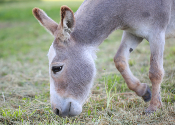 Donkey On Grass Lawn Donkey On Grass Lawn
