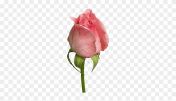 Download - Animated Rose Download - Animated Rose