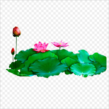 Download Computer file - Lotus 