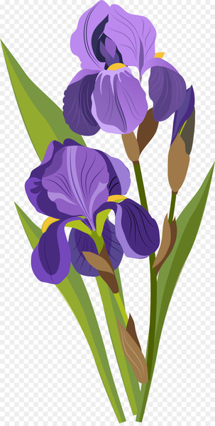 Download Drawing Tulip - Purple tulips Download Drawing Tulip - Purple tulips