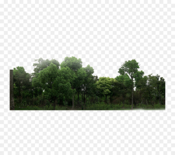 Download Forest Green - forest Download Forest Green - forest