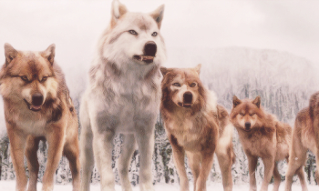 Download Free png Wolves Png (95+ images in Collection) Page 2 ...