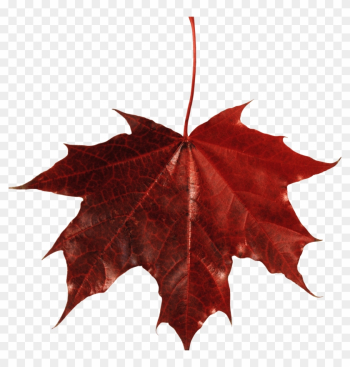 Download Free Transparent Png Image - Maple Leaf Transparent Background