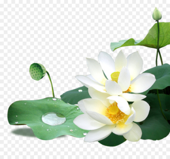 Download - Lotus Download - Lotus