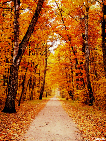 Download Natural Background Images Png () png images - sarfrance.net