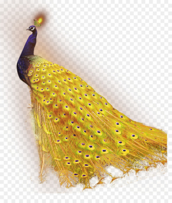 Download Peafowl - Golden Peacock Download Peafowl - Golden Peacock
