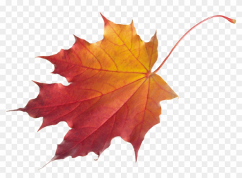 Download Png Image Autumn Png Leaf Nd8fhk Clipart - Fall Leaf Transparent Background