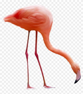 Download Png Image Report - Gif Animés Flamant Rose