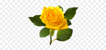 Download Png Image Report - Single Yellow Rose Flower