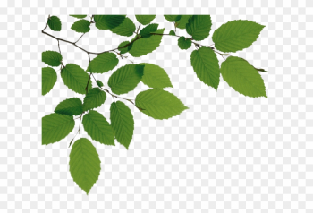 Download Png Image Report - Tree Branch Png