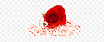 Download Red Rose Png Image - Flowers Red Rose Png